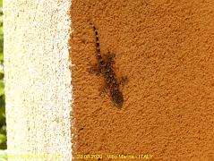 41 - Piccolo Geco - Little Gecko
